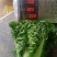 毛白菜供应深圳的品种