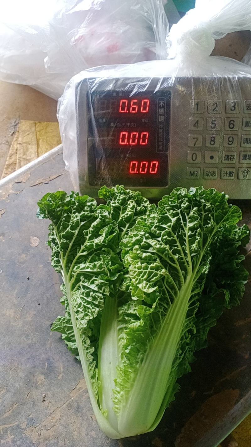 毛白菜供应深圳的品种