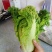 毛白菜供应深圳的品种