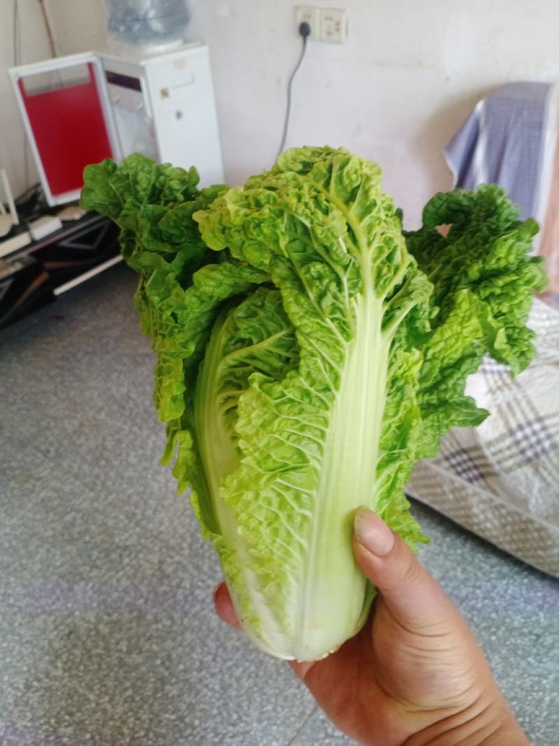 毛白菜供应深圳的品种