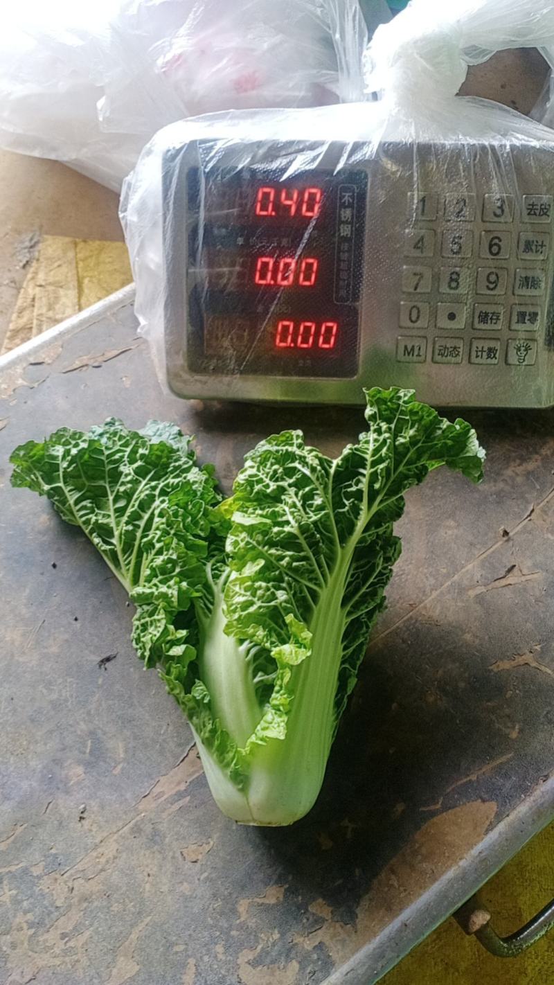 毛白菜供应深圳的品种