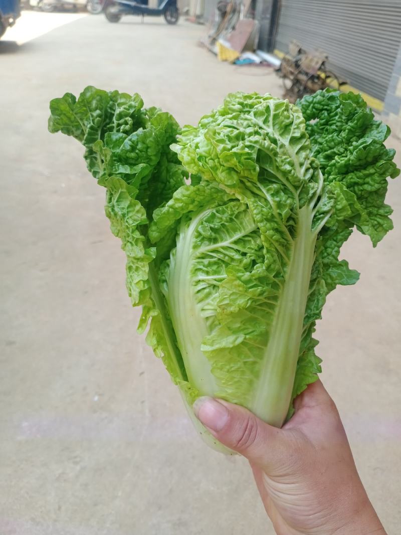 毛白菜供应深圳的品种