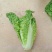 毛白菜供应深圳的品种