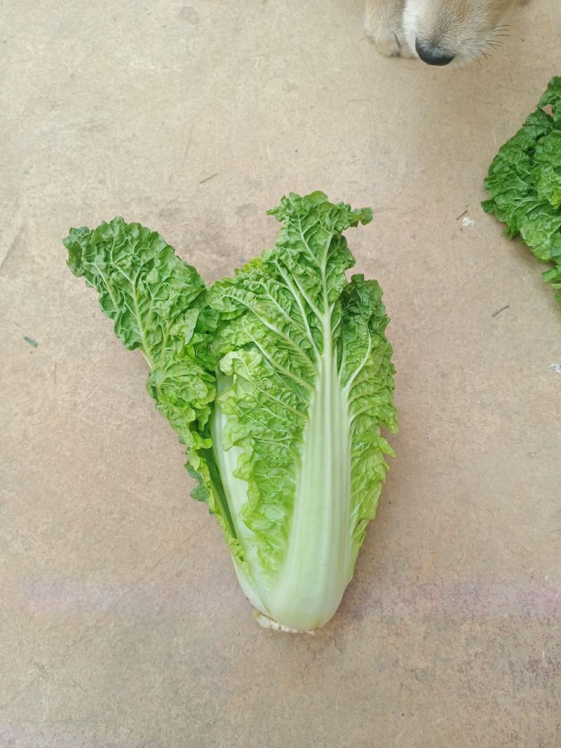 毛白菜供应深圳的品种