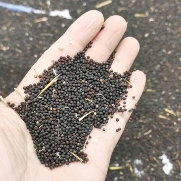 新鲜邢台油菜籽10吨，产地直供，健康美味，可实际看货