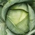 山西甘蓝晋中圆包菜无虫眼不烧心货量大无黑点不烧边按需分拣