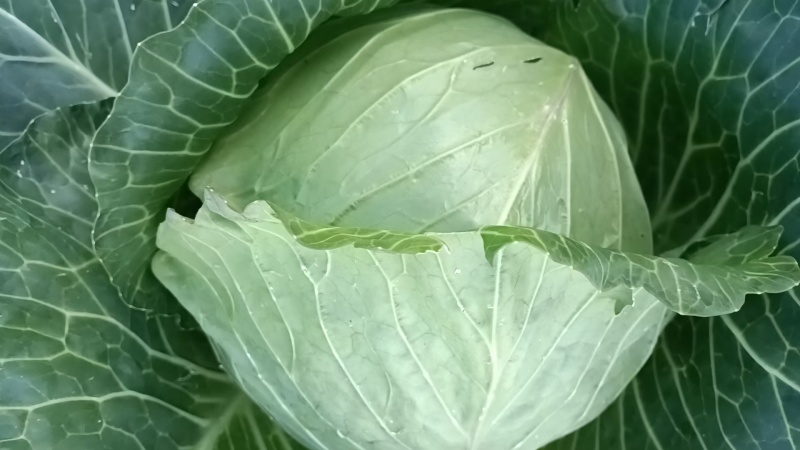 山西甘蓝晋中圆包菜无虫眼不烧心货量大无黑点不烧边按需分拣