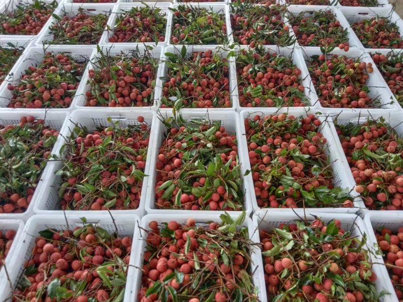 陆丰乌叶，桂味，凤花荔枝代办