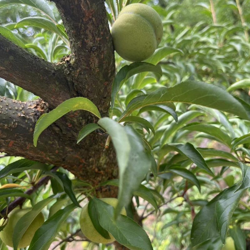清脆李，脱骨李