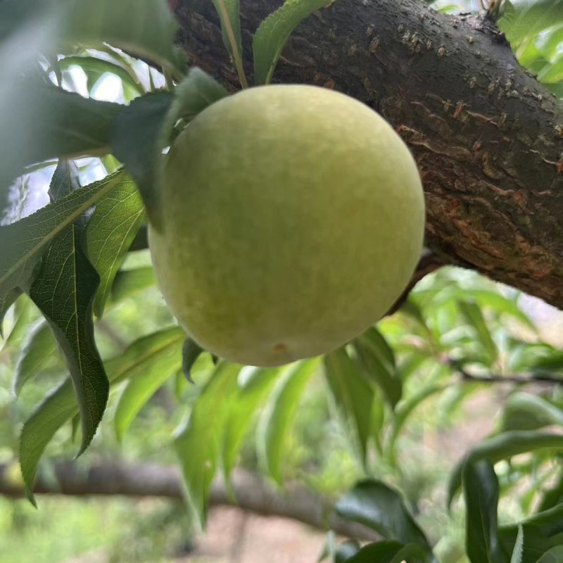 清脆李，脱骨李