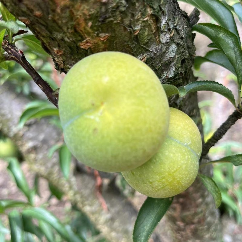 清脆李，脱骨李