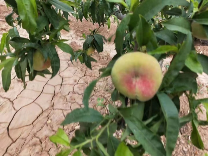 精品蟠桃大量供货口感好果子大产地直发支持视频看货