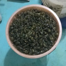蛇胆