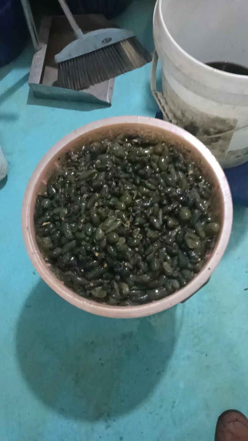 蛇胆