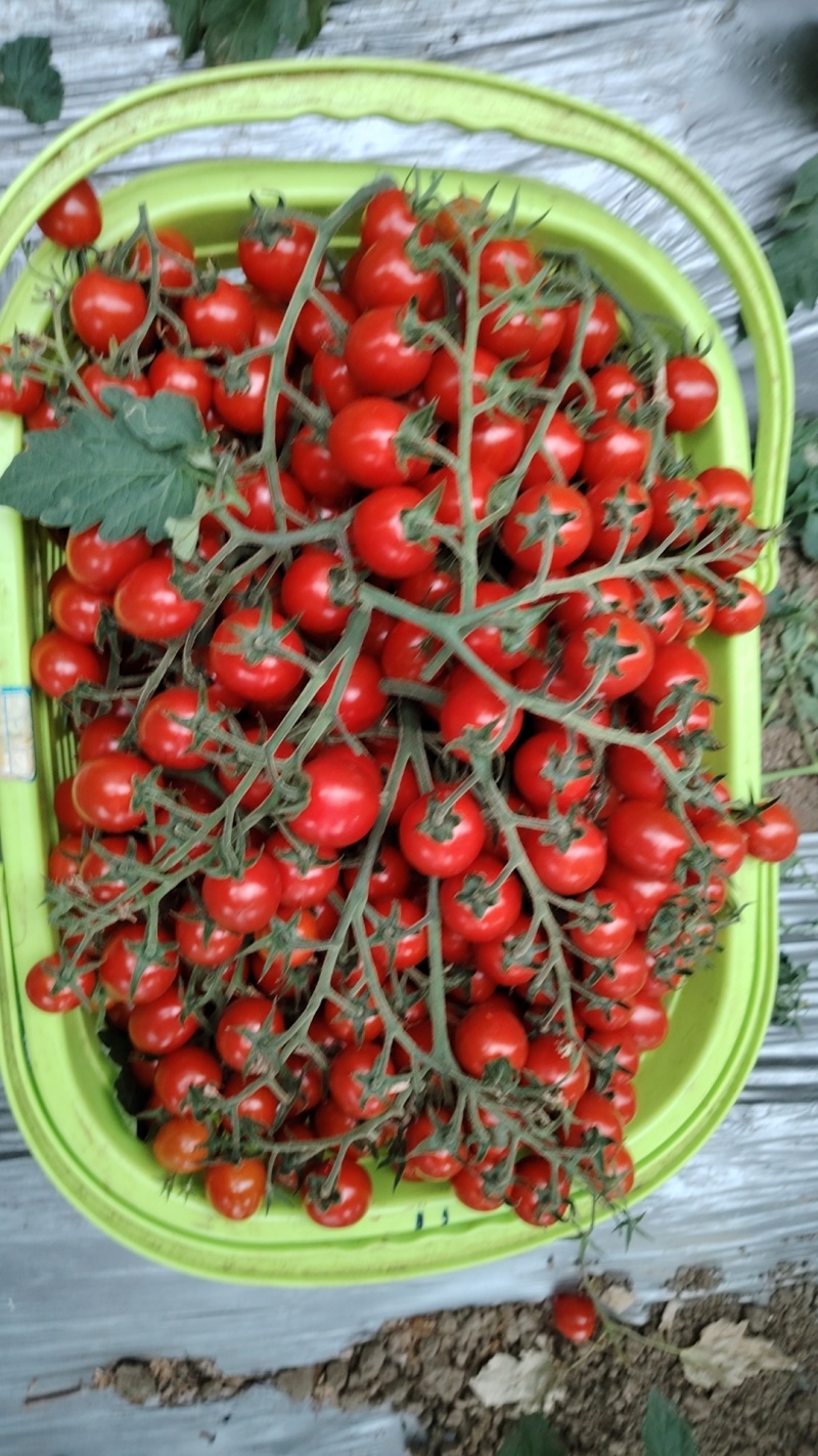 精品串果红玲珑