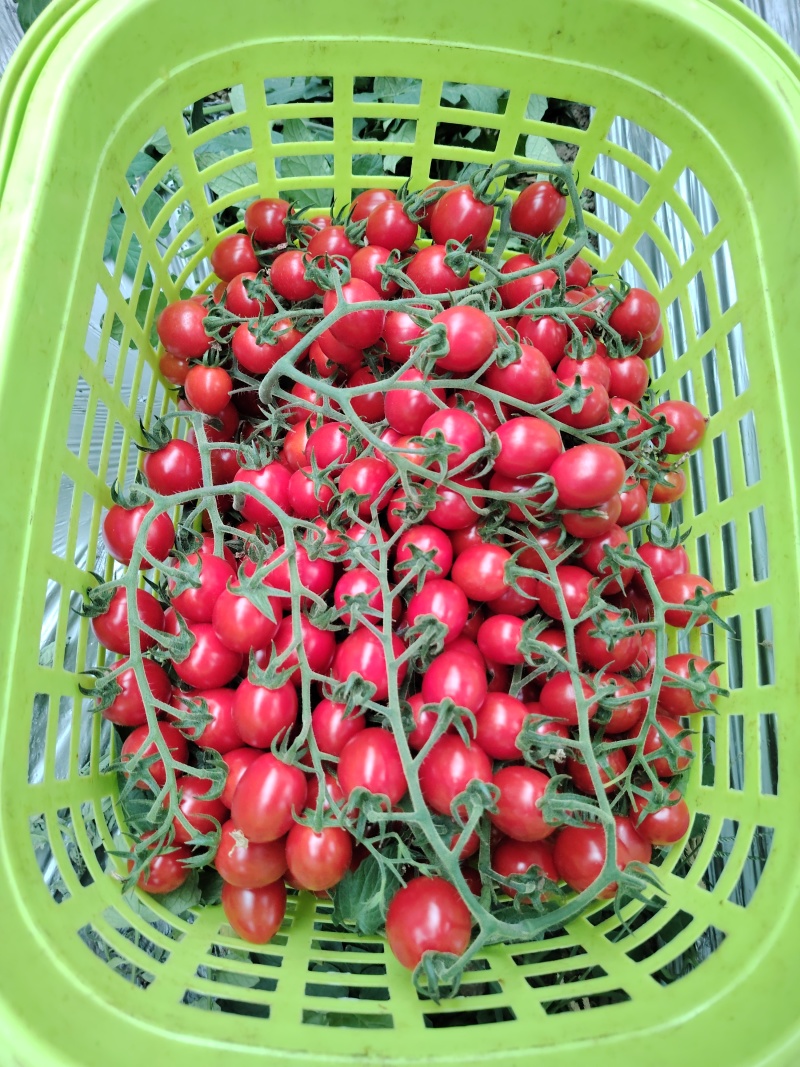 精品串果红玲珑