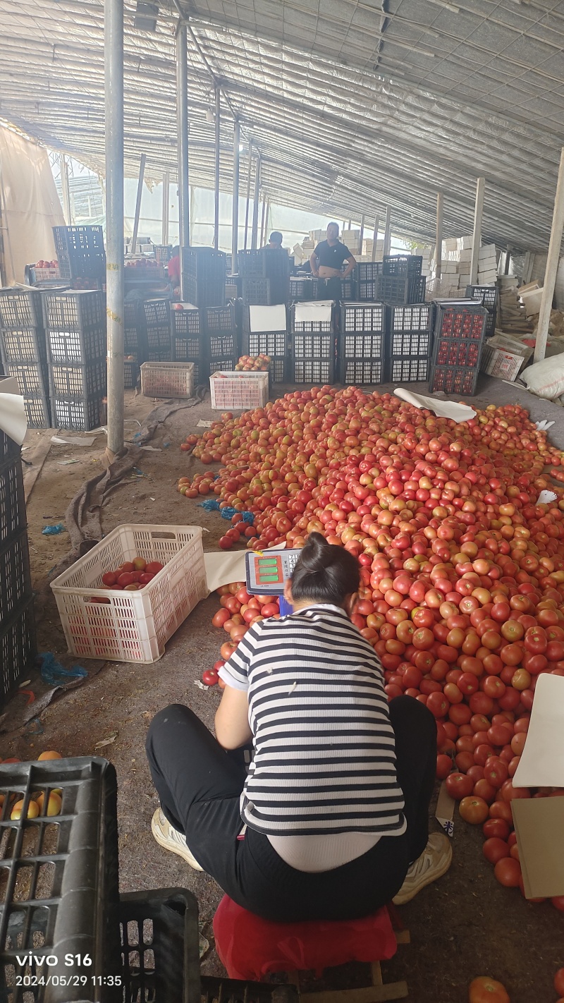 精品硬粉西红柿产地供应大量供货可发货超市市场代发全国