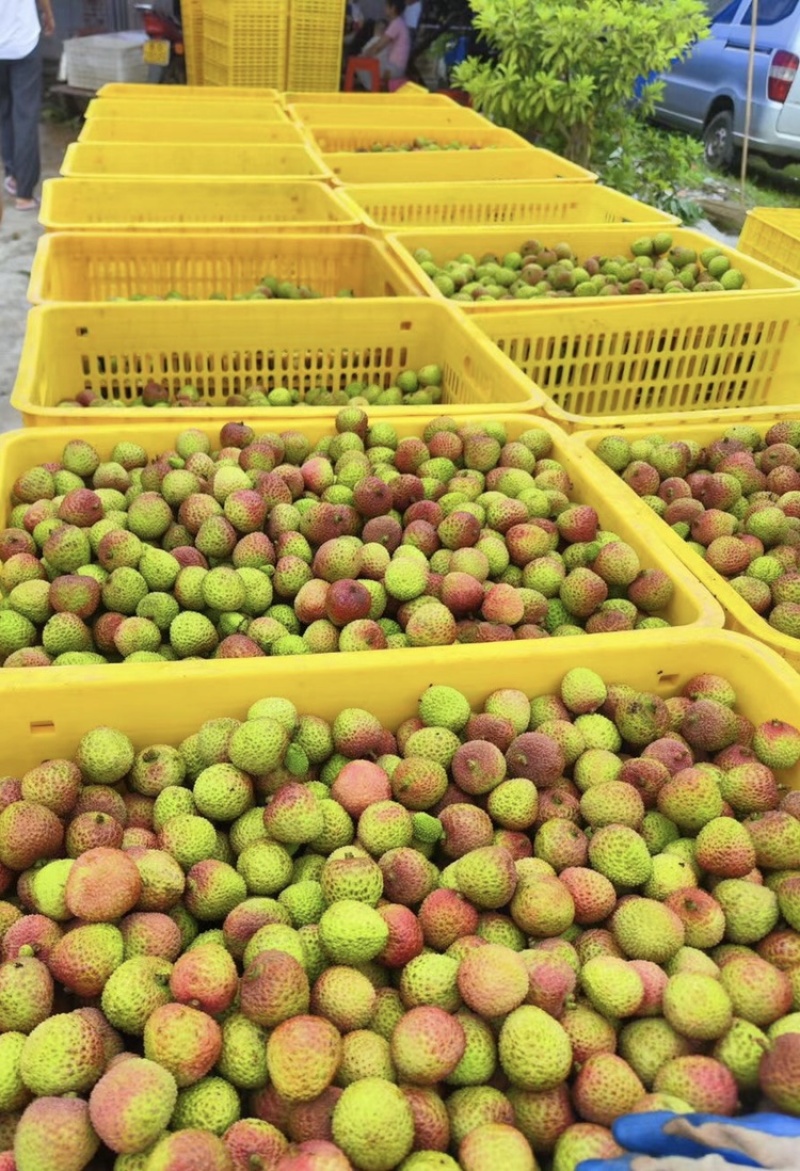 广东廉江良垌荔枝大量上市，价格美丽个头大