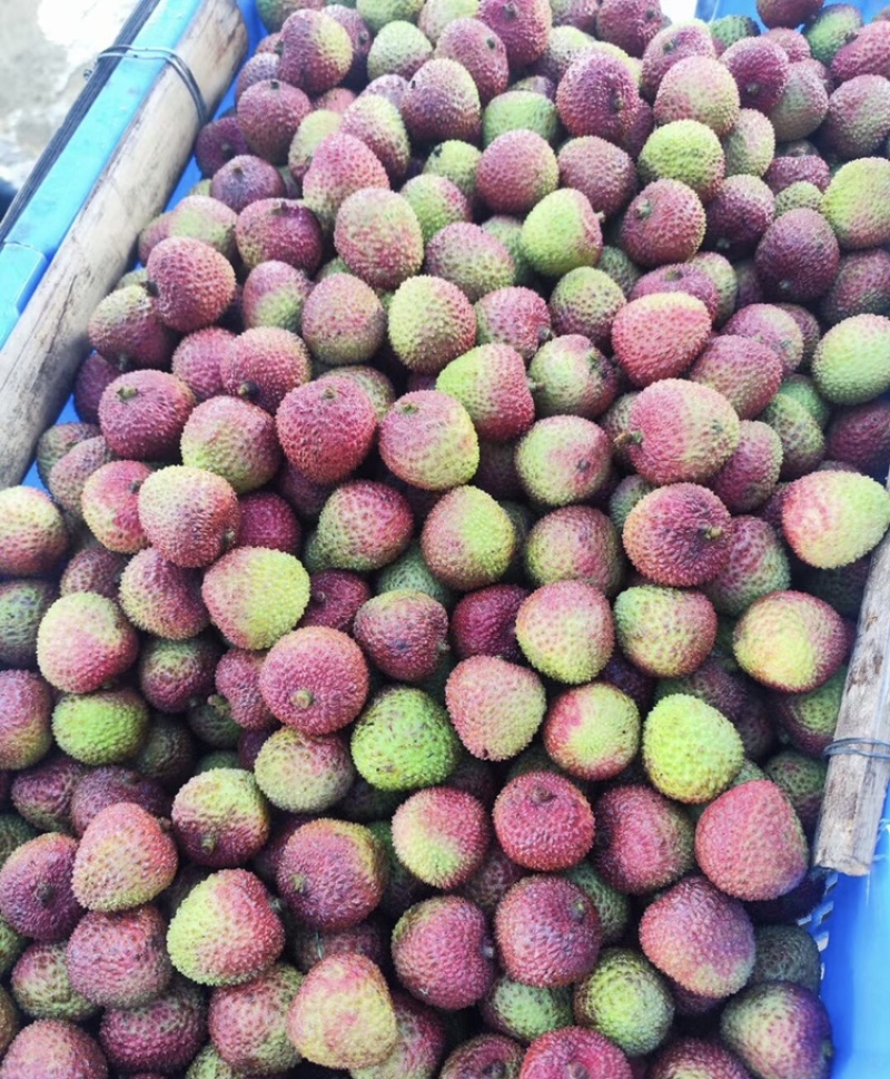 广东廉江良垌荔枝大量上市，价格美丽个头大
