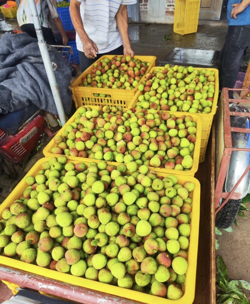 广东廉江良垌荔枝大量上市，价格美丽个头大