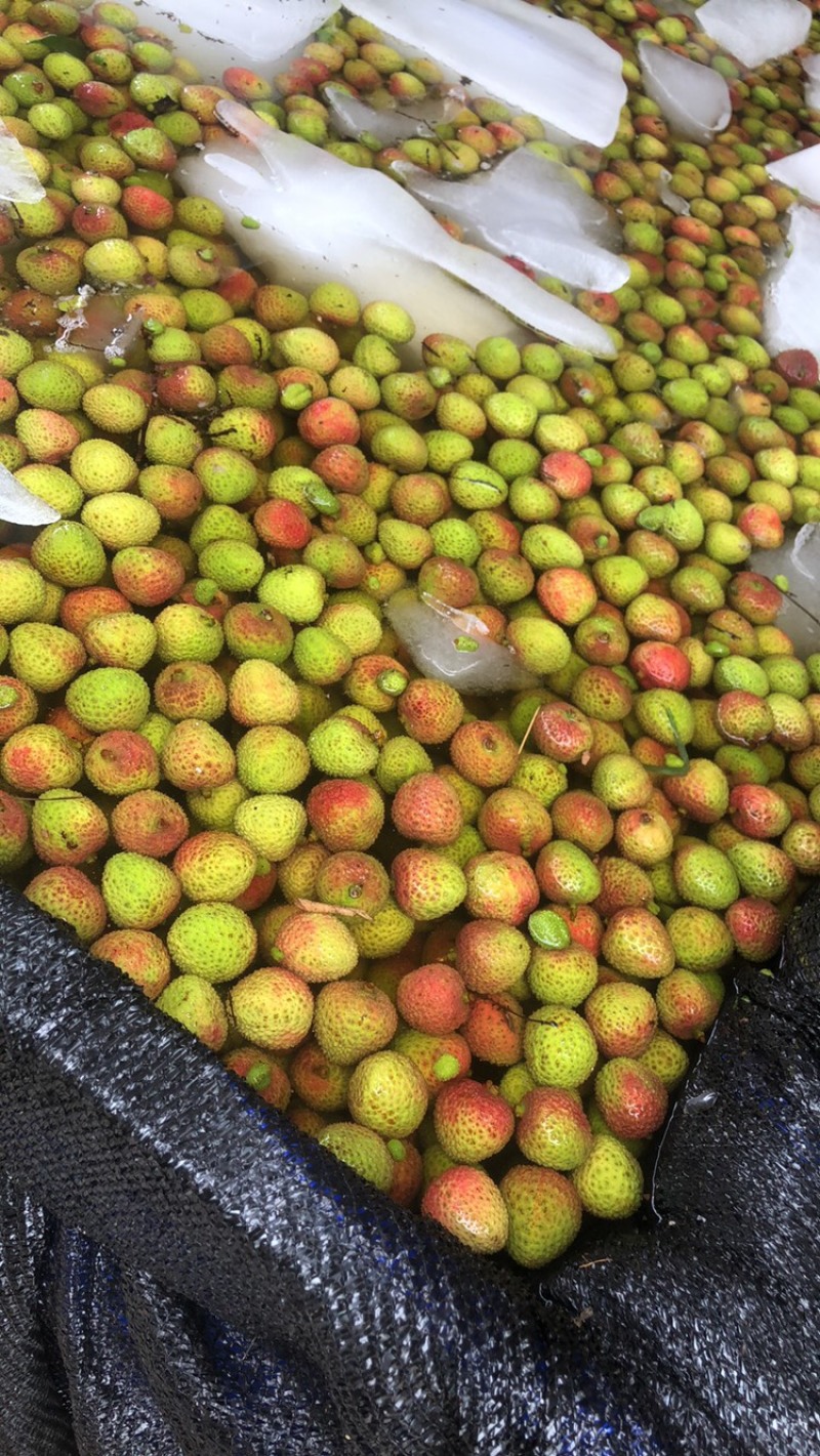 广东湛江妃子笑荔枝已经大量上市，今天大掉价格了，需要装货