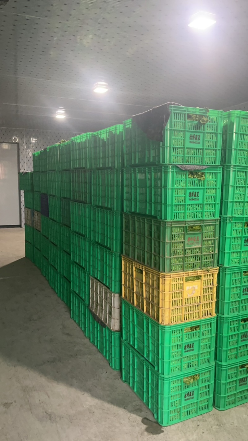 精品意大利生菜大量上市，欢迎电商老板来谈