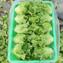 精品意大利生菜大量上市，欢迎电商老板来谈