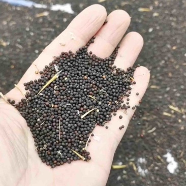 油菜籽可看货