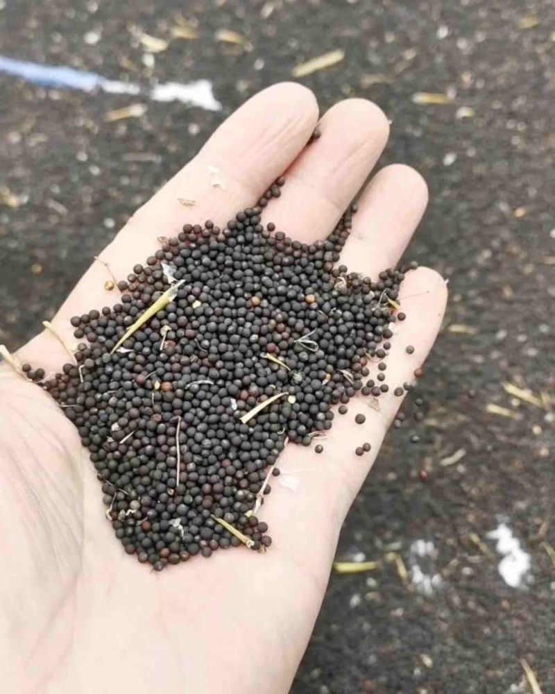 油菜籽可看货