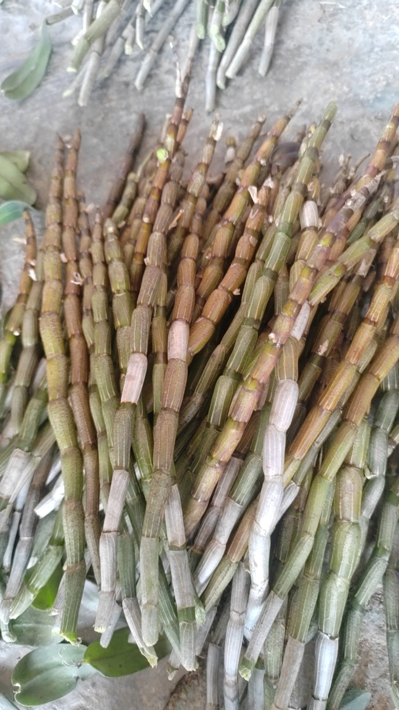 浙江品种铁皮石斛浙江品种鲜条加工条色泽靓丽胶质饱满