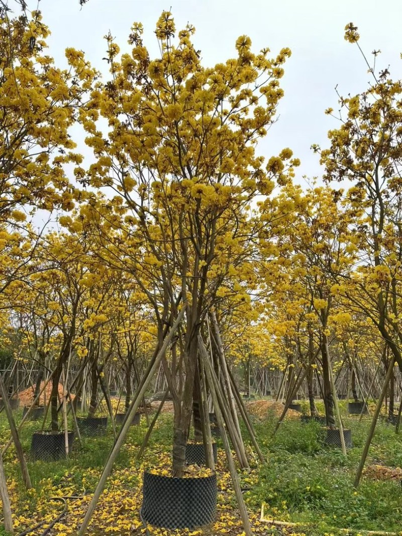 全冠多花黄花风铃木12～15公分基地直销规格齐全