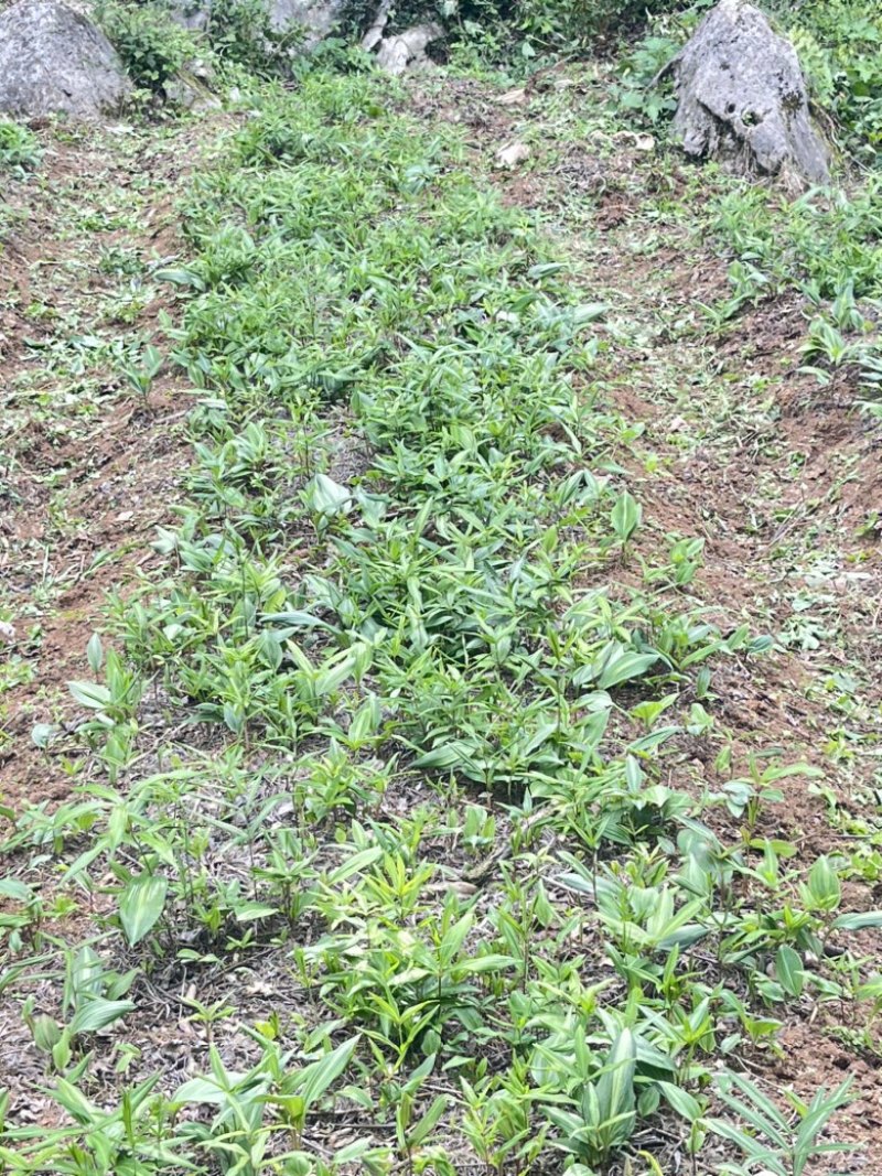 黄精苗，滇黄精苗，3年红花滇黄精露天籽育苗，健康无虫病！