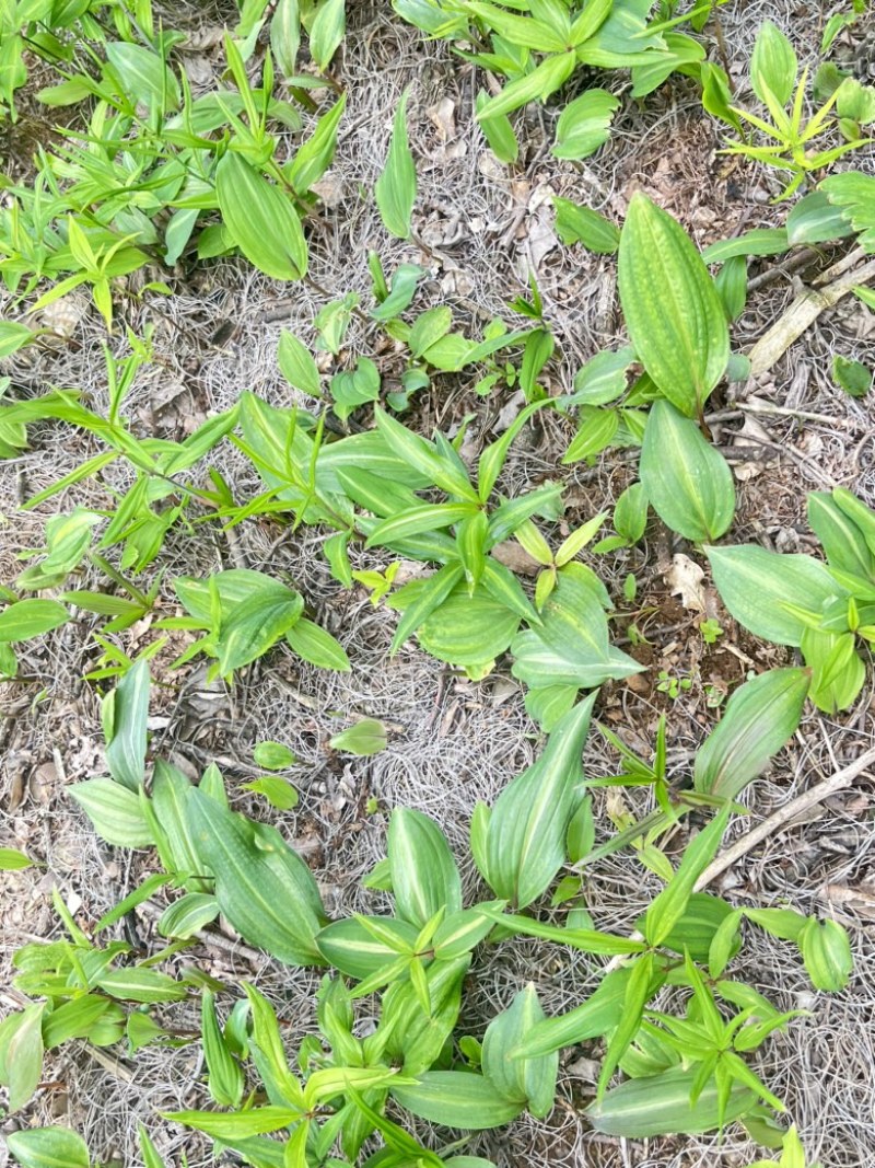黄精苗，滇黄精苗，3年红花滇黄精露天籽育苗，健康无虫病！