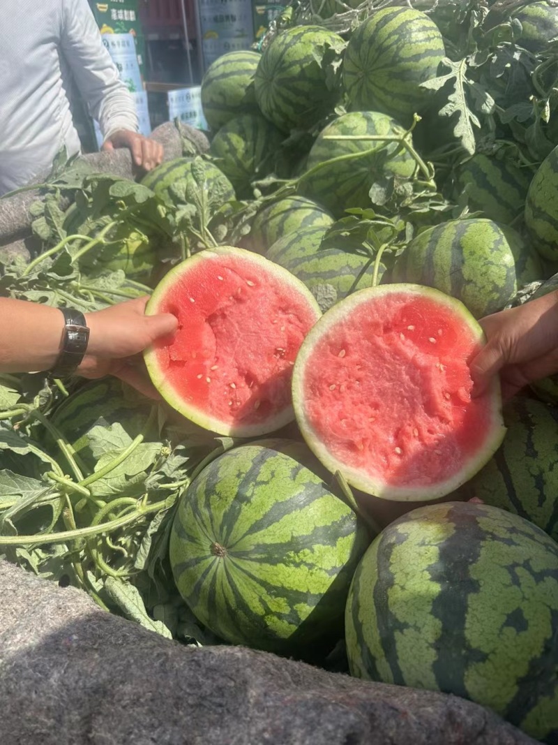夏邑美都西瓜大量上市一手货源欢迎老板来电支持代办代
