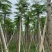 凤凰树10～15公分基地直销规格齐全欢迎老板来电咨询
