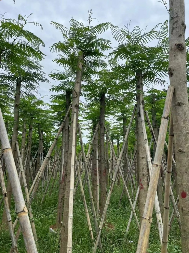 凤凰树10～15公分基地直销规格齐全欢迎老板来电咨询