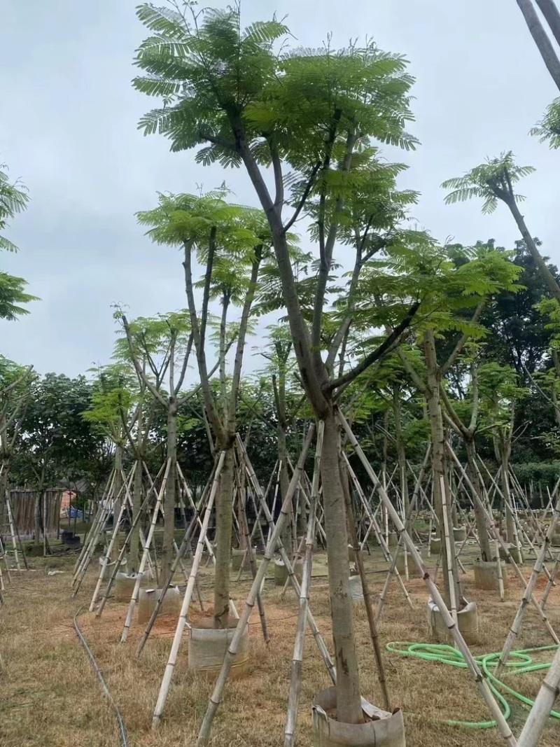 凤凰树10～15公分基地直销规格齐全欢迎老板来电咨询