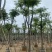 凤凰树10～15公分基地直销规格齐全欢迎老板来电咨询