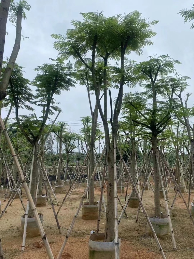 凤凰树10～15公分基地直销规格齐全欢迎老板来电咨询