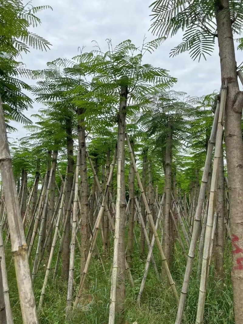 凤凰树10～15公分基地直销规格齐全欢迎老板来电咨询