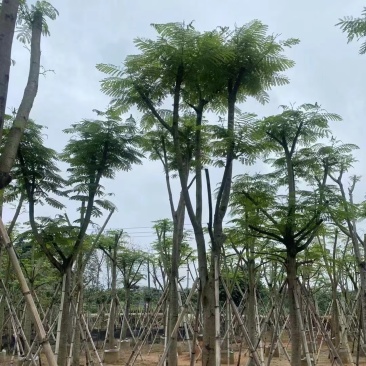 凤凰树10～15公分基地直销规格齐全欢迎老板来电咨询
