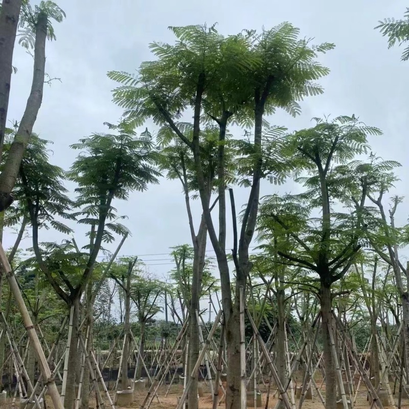 凤凰树10～15公分基地直销规格齐全欢迎老板来电咨询