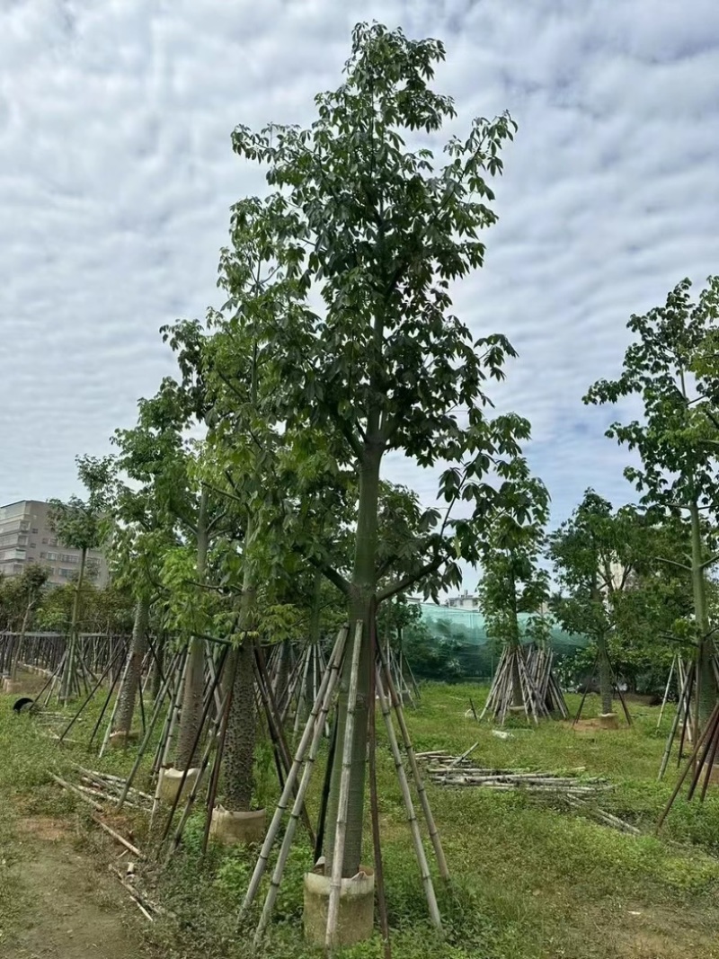 美丽异木棉18～20公分基地直销规格齐全欢迎老板来电