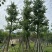 美丽异木棉18～20公分基地直销规格齐全欢迎老板来电