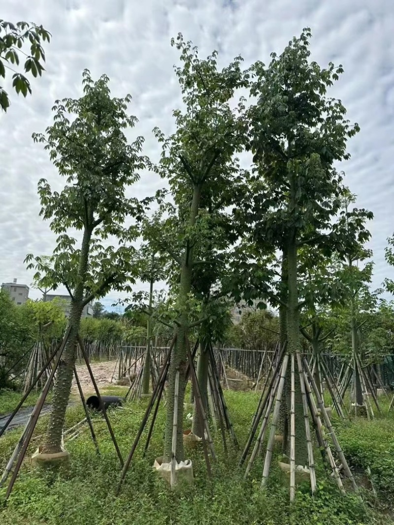 美丽异木棉18～20公分基地直销规格齐全欢迎老板来电
