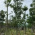 美丽异木棉18～20公分基地直销规格齐全欢迎老板来电