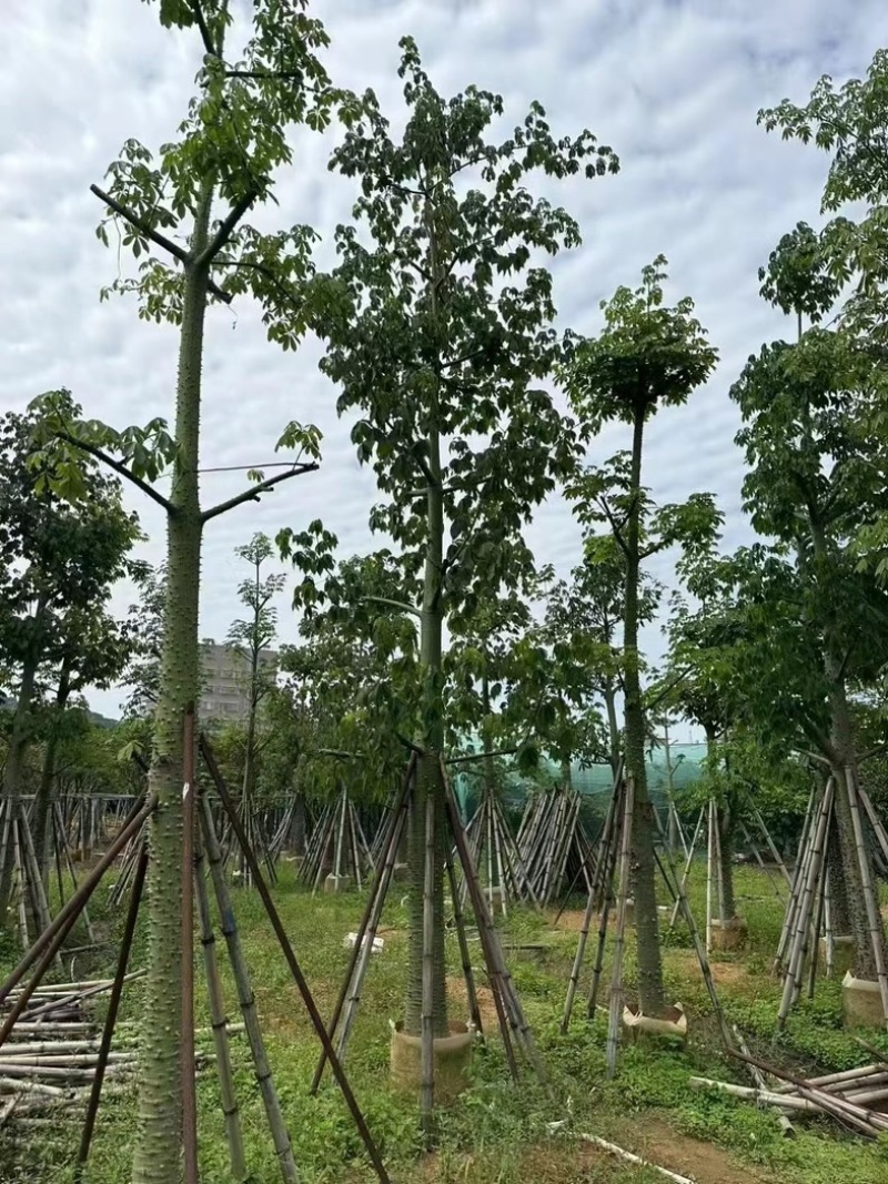 美丽异木棉18～20公分基地直销规格齐全欢迎老板来电
