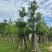 美丽异木棉18～20公分基地直销规格齐全欢迎老板来电