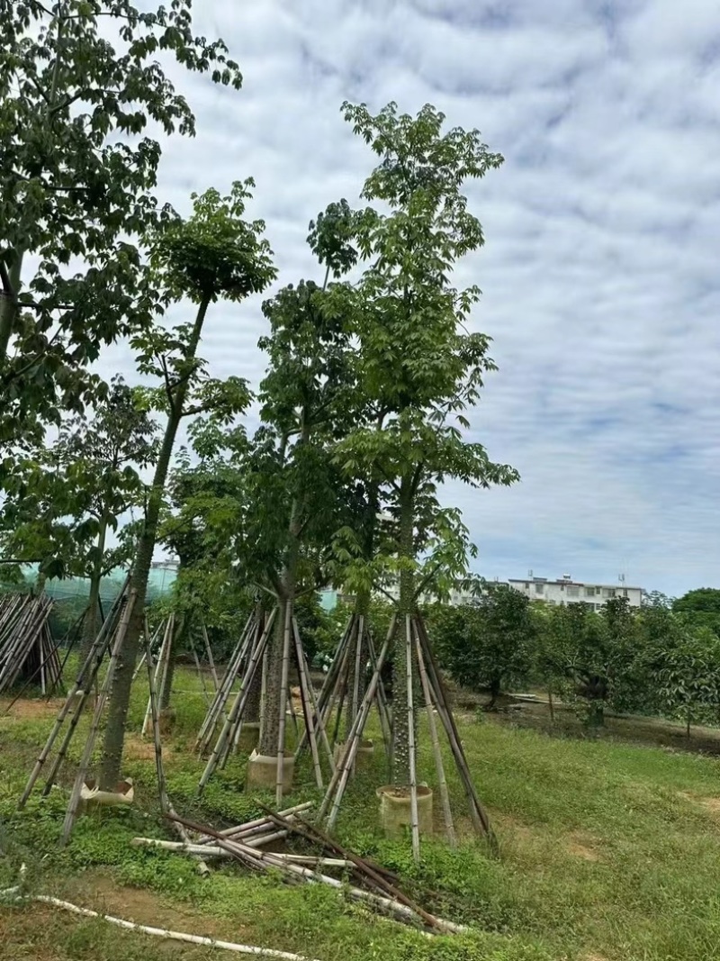 美丽异木棉18～20公分基地直销规格齐全欢迎老板来电