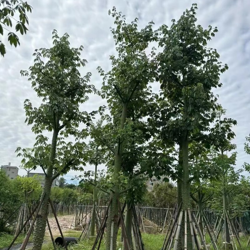 美丽异木棉18～20公分基地直销规格齐全欢迎老板来电